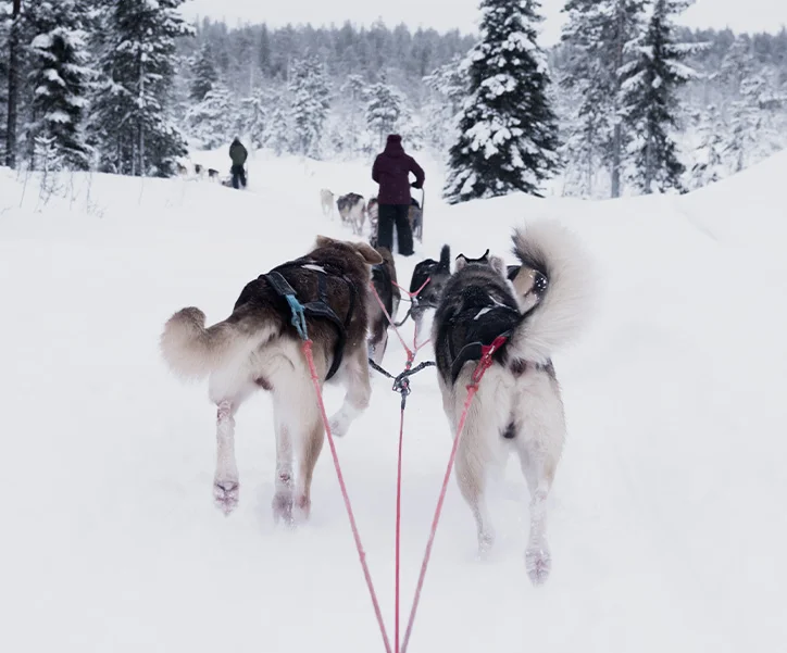 Finlande - séjour multiactivité à Ivalo (2)