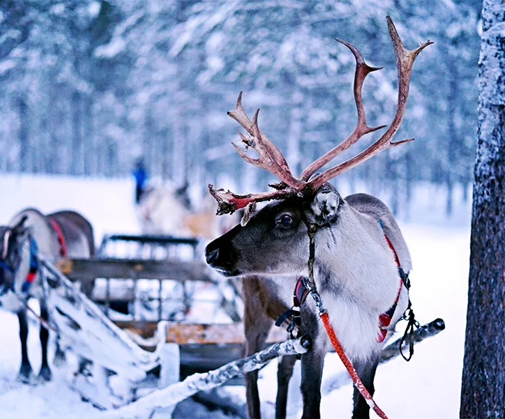 Finlande - séjour multiactivité à Ivalo (6)