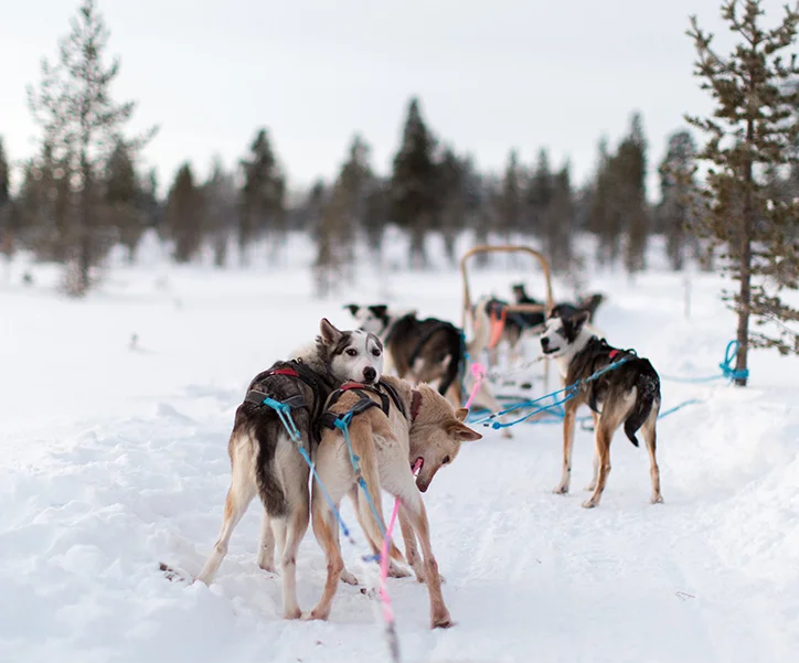 Finlande - séjour multiactivité à Ivalo (7)