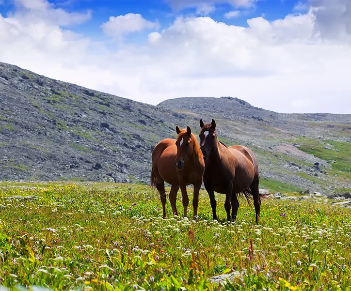 Mongolie