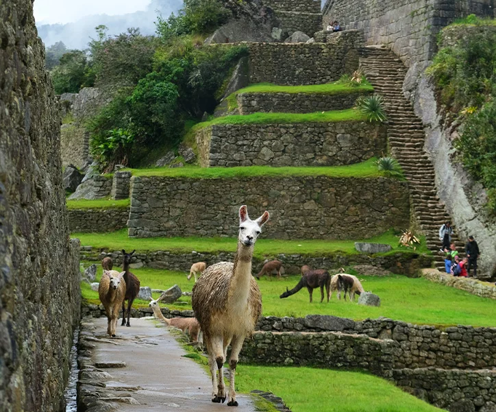 Perou - circuit culture et vestige incas (1)