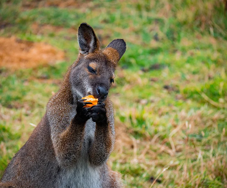 l'essentiel de l'australie (4)