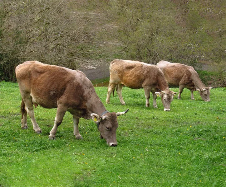 ANDORRE (4)