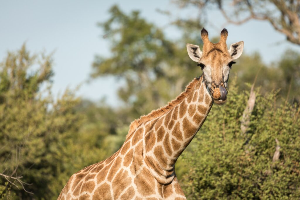 A closeup shot of a cute giraffe with blurry trees in the background