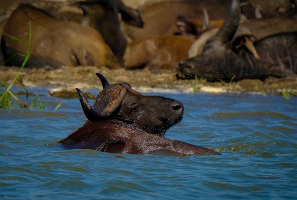 Afrique du Sud – Le Cap, safari et plage 2