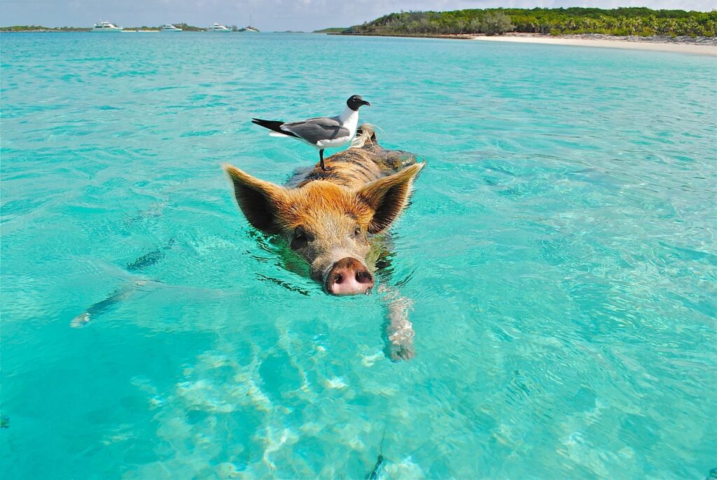 Bahamas – Combiné « NassauAndros Charme & Robinson » (4)