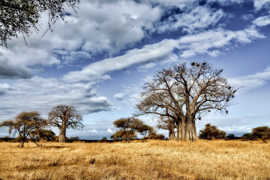 Botswana – Magique Botswana (1)