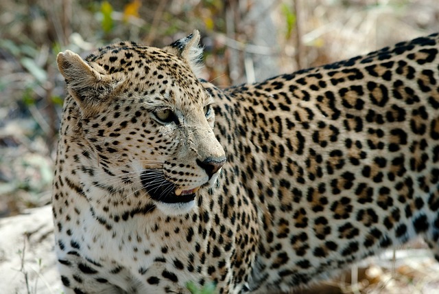 Botswana – Magique Botswana (3)