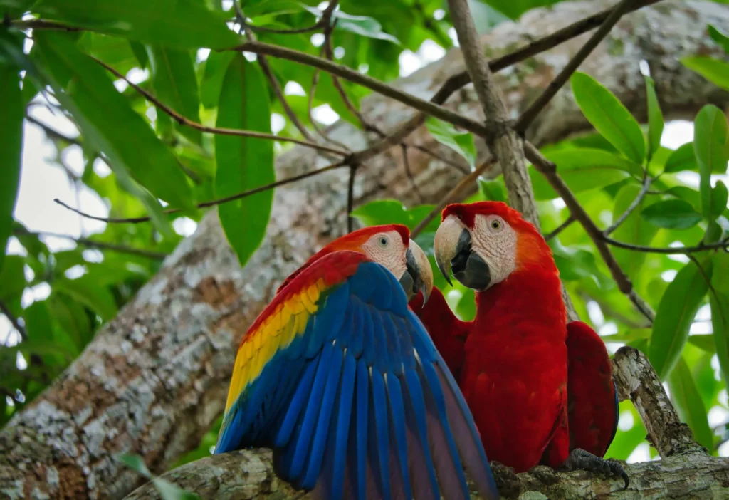 Costa Rica – Circuit privé Costa Rica & Extension Manuel Antonio (1)