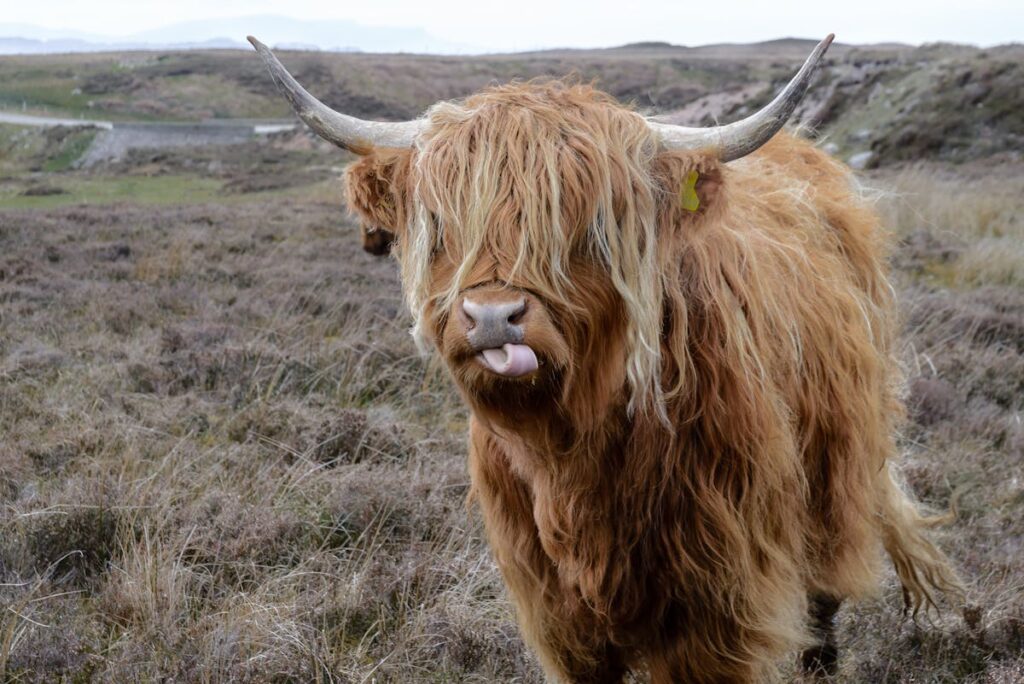 Ecosse – L’essentiel de l’Ecosse (2)