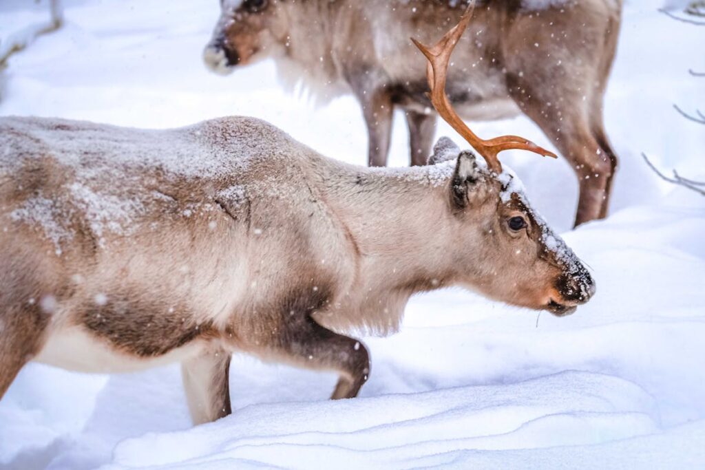 Finlande – Les chalets du Père Noël – Rovaniemi (6)