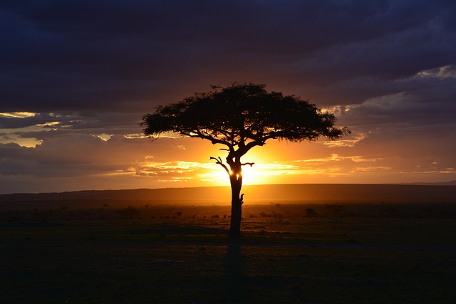 Kenya – Safari Train (1)