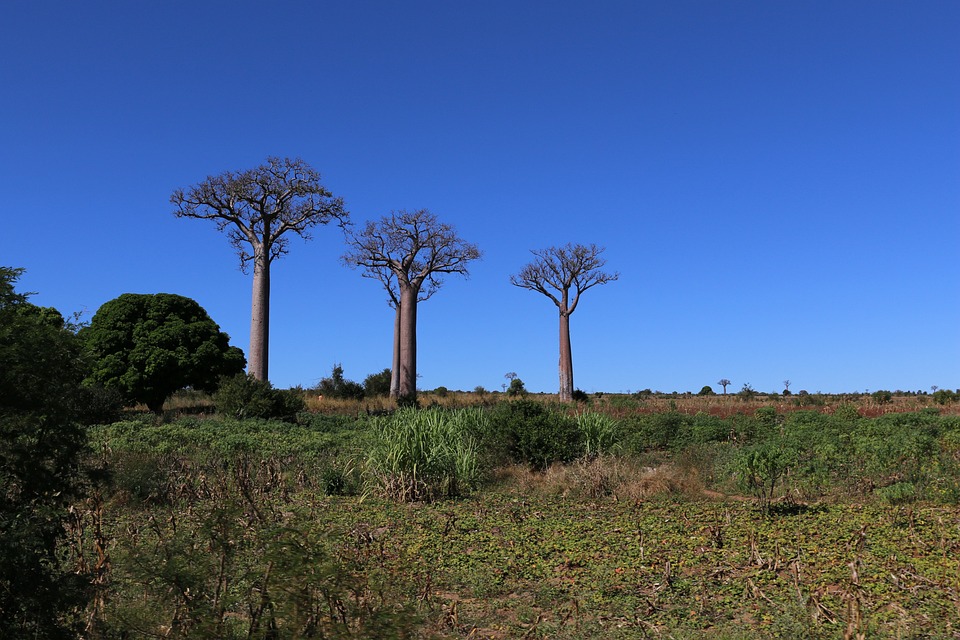 Madagascar – A la découverte de l’Est et du Sud (1)