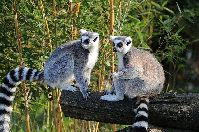Madagascar – A la découverte de l’Est et du Sud (4)