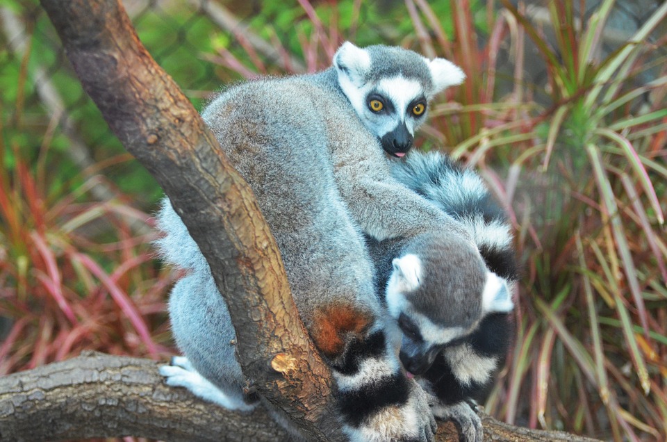 Mayotte – Plongées à Petite Terre et Grande Terre (1)