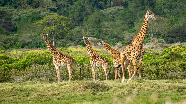 Tanzanie – Combiné de Tanzanie et Zanzibar (3)