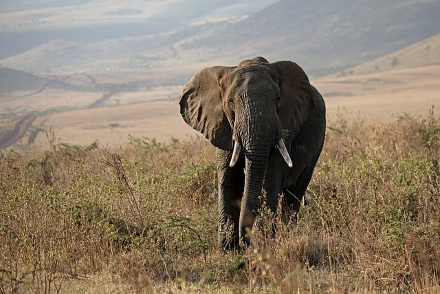 Tanzanie – Combiné de Tanzanie et Zanzibar (4)
